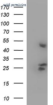 OriGene TA507213BM image 1