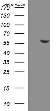 OriGene TA507217AM image 1