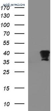 OriGene TA507222BM image 1