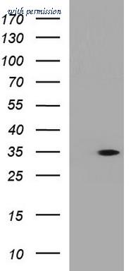 OriGene TA507228BM image 1