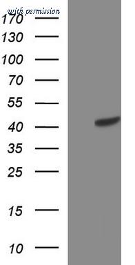 OriGene TA507261AM image 1