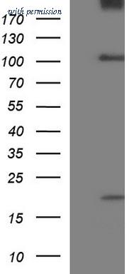 OriGene TA507267AM image 1