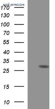 OriGene TA507273AM image 1