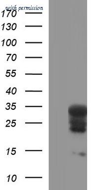 OriGene TA507274BM image 1