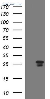 OriGene TA507285BM image 1