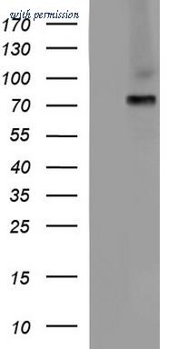OriGene TA507288BM image 1