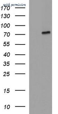 OriGene TA507289BM image 1