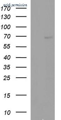 OriGene TA507290AM image 1