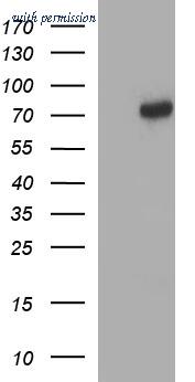 OriGene TA507325BM image 1