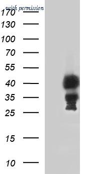 OriGene TA507326AM image 1