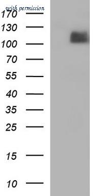 OriGene TA507354BM image 1