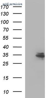 OriGene TA507383AM image 1
