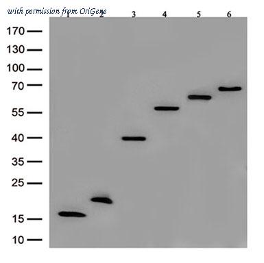 OriGene TA592569 image 1