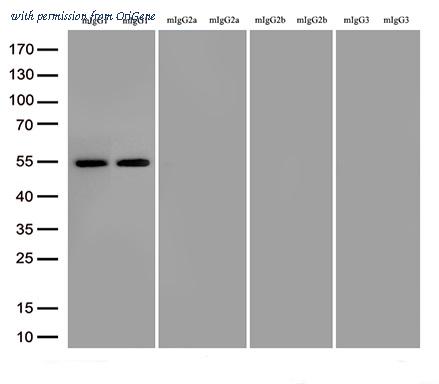 OriGene TA592572 image 1