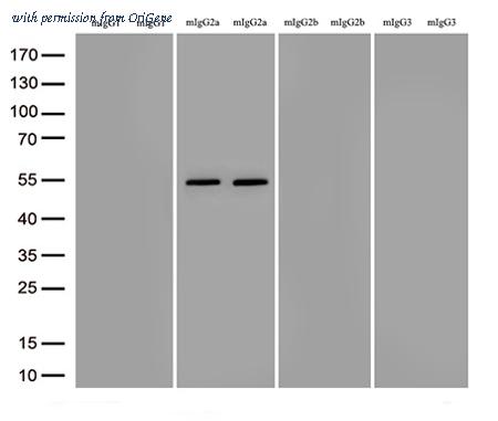 OriGene TA592576S image 1