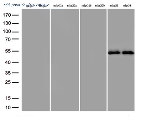 OriGene TA592577S image 1