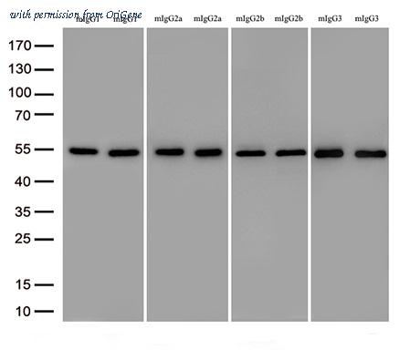 OriGene TA592579S image 1