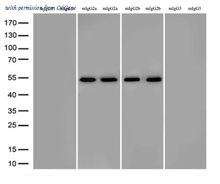 OriGene TA592580 image 1