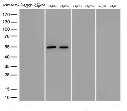 OriGene TA592582 image 1