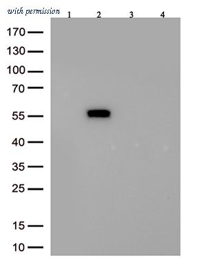 OriGene TA592587 image 1