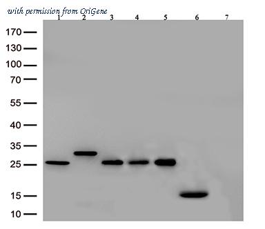 OriGene TA592621S image 1