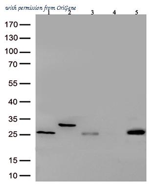 OriGene TA592626 image 1