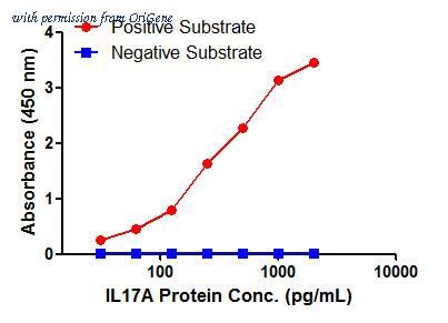 OriGene TA600555 image 1