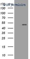 OriGene TA800522AM image 1