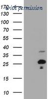 OriGene TA800749AM image 1