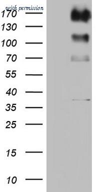 OriGene TA801057BM image 1