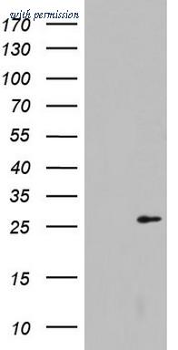 OriGene TA801621AM image 1