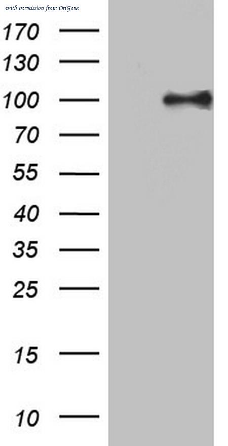 OriGene TA801842AM image 1