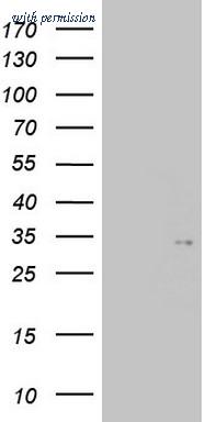 OriGene TA802371BM image 1
