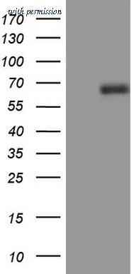 OriGene TA802438BM image 1