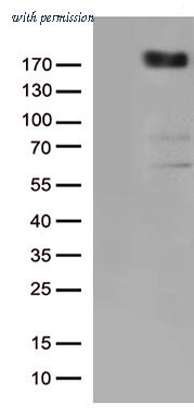 OriGene TA802443AM image 1