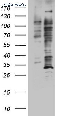 OriGene TA802485AM image 1