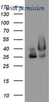 OriGene TA802524AM image 1