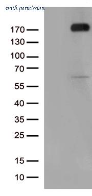 OriGene TA802572AM image 1