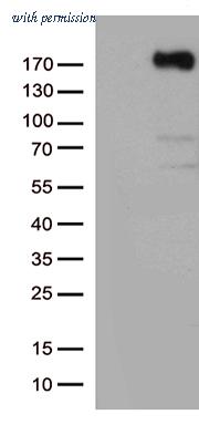 OriGene TA802588AM image 1
