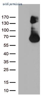 OriGene TA803096BM image 1
