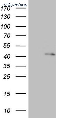 OriGene TA803166AM image 1