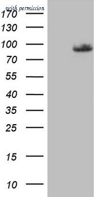 OriGene TA803169BM image 1