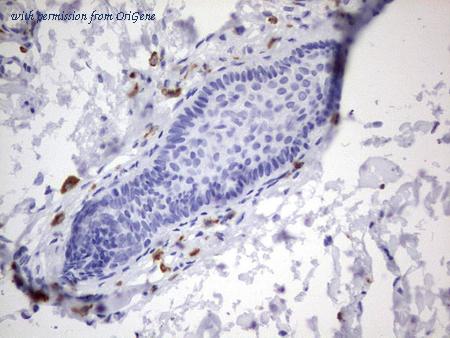 OriGene TA803177BM image 1