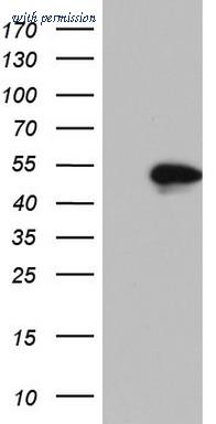 OriGene TA803184BM image 1