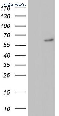 OriGene TA803200AM image 1