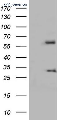 OriGene TA803211AM image 1