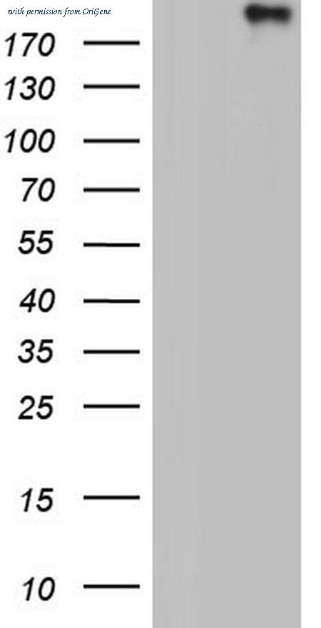 OriGene TA803260BM image 1