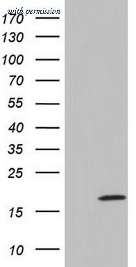 OriGene TA803299AM image 1