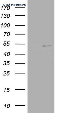 OriGene TA803356AM image 1