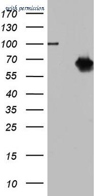 OriGene TA803381AM image 1